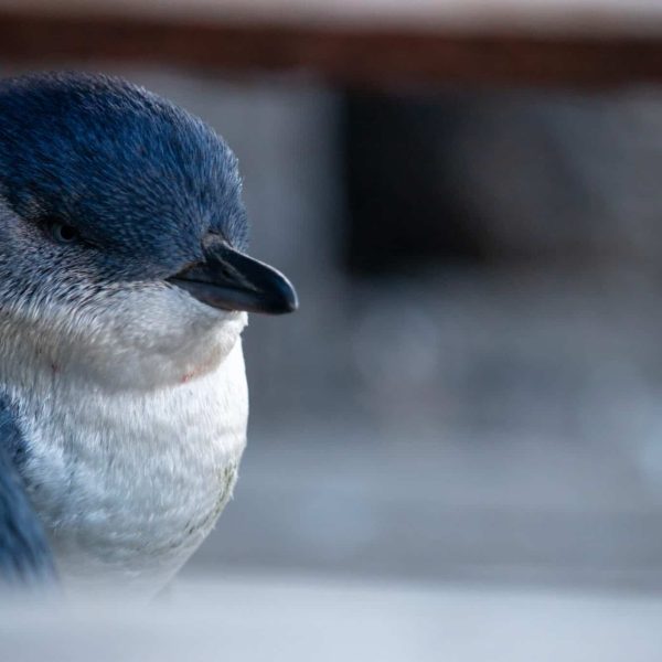Best times to see the St Kilda Penguins
